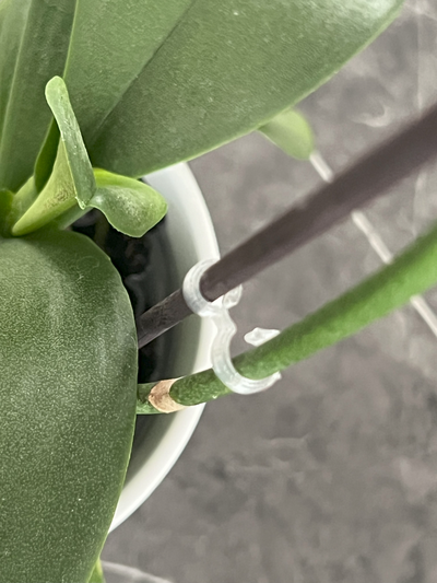orquídea grampo by thomas artesanato casa jardim plantar 3d print model - Mito3D