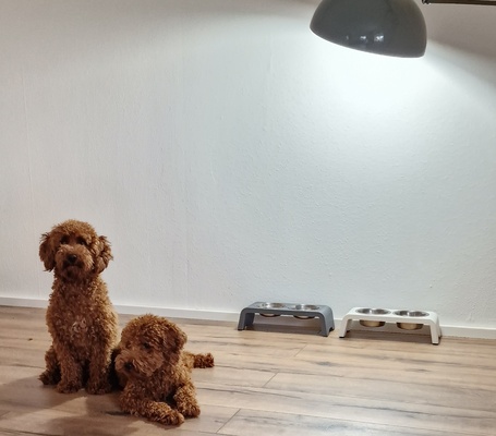 chien bol grille by raj 3d ménage animaux domestiques pieds 3d print model - Mito3D