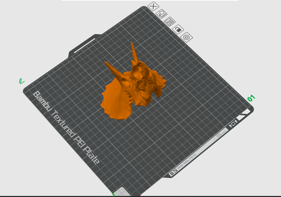 triceratopo cranio by 412yeti formazione scolastica biologia 3d print model - Mito3D