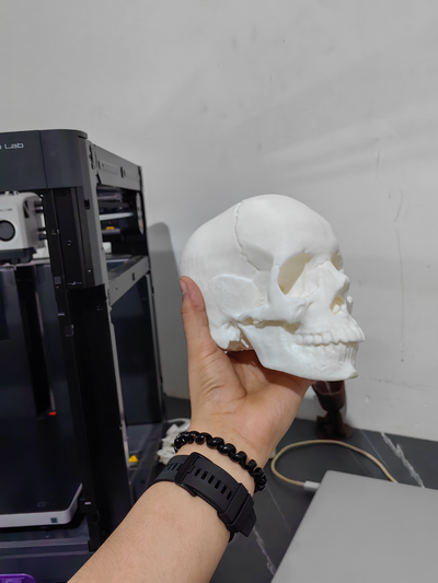 anatomical skull by 3dlabhn education biology anatomy medi 3d print model - Mito3D