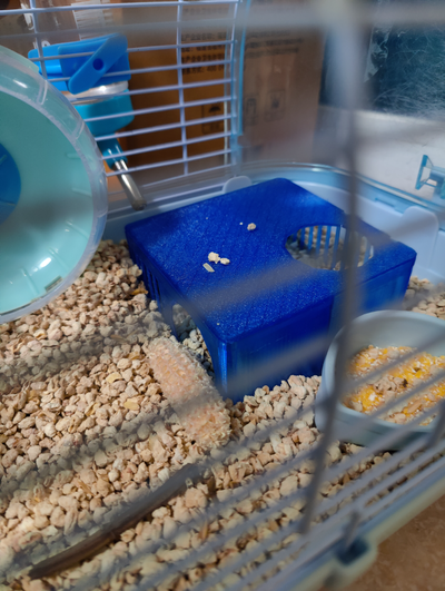 hamster esconderijo pequeno tamanho remixado by ittn15 casa animais estimação 3d print model - Mito3D