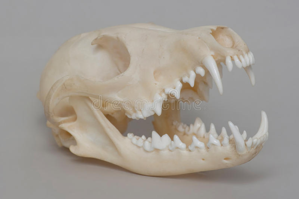 fox skull by pstumpp2005 art sculptures 3d print model - Mito3D