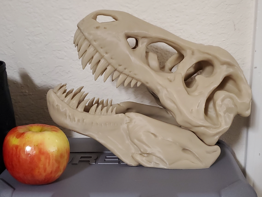 t rex cranio remixato by printmason23 formazione scolastica modelli scultura dinosauro tirannosauro ossatura archeologia fossile scheletro dino re 3d print model - Mito3D