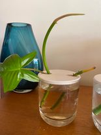 2x propagator glas by malzmann haushalt garten pflanze schnell drucken zuhause haus halter unterstützung efeu devilsivy grün 3d print model - Mito3D