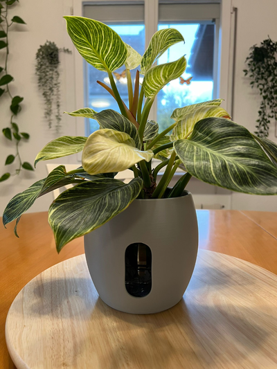 vase to hold 12-15l pet bottle viewing hole by 3dprintcraft household decor planter pot planterbowl plant holder 3d print model - Mito3D