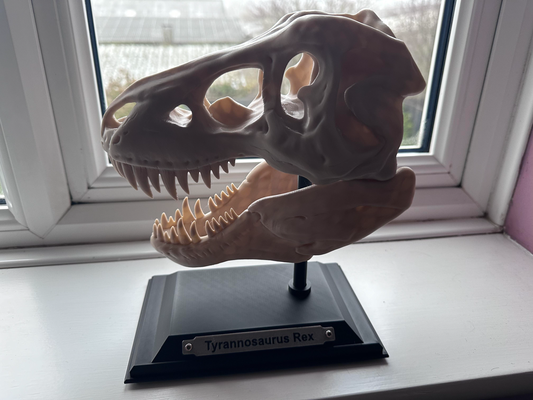 t-rex - scaled to 150 + base remixed by andythilo miniatures creatures tyrannosaurus tyrannosaurusrex dinosaur skull 3d print model - Mito3D