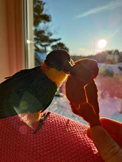 papagei lebkuchen cutter by abonnieren haushalt feierlichkeiten caique vogel plätzchen kekse 3d print model - Mito3D