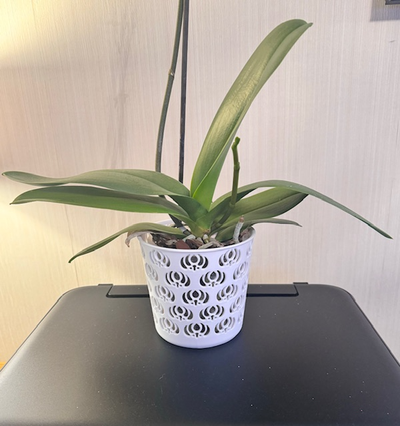 decorative orchid pot flower design by artlekoi household decor vase planter plant container 3d print model - Mito3D