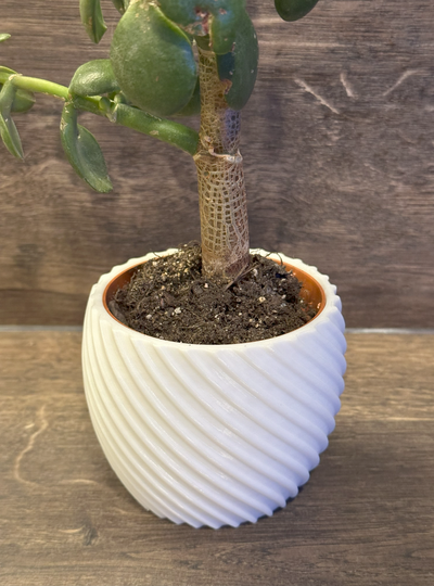 plantar panela curvado círculo by tobystoe casa decoração recipiente plantas vaso planta 3d print model - Mito3D