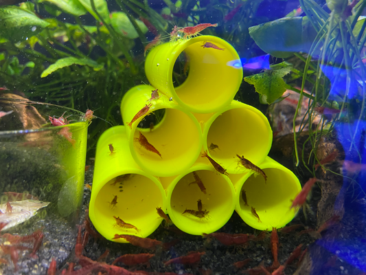 aquarium garnele röhren by encrust3d haushalt haustiere fisch pleco harnröhrenförmig tube panzer frisches wasser feuer 3d print model - Mito3D