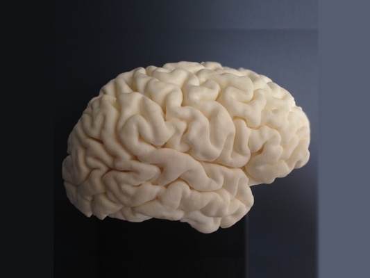 high-resolution 3d-print of human brain anatomy fmri head model mri neuro scale models educational art sculptures 3d print model - Mito3D