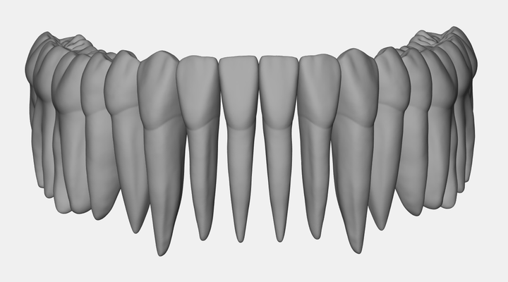 azurblau kiefer dental anatomie wurzeln pinshape zähne 3d print model - Mito3D