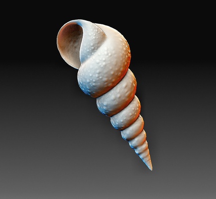 mar concha alfinete criatura 3d print model - Mito3D