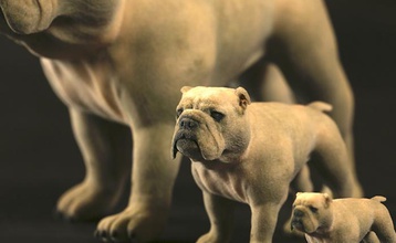 bulldog tamanho pinshape cão touro brinquedos 3d print model - Mito3D