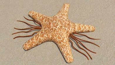 starworm pinshape worm garip yıldız deniz yaratık 3d print model - Mito3D