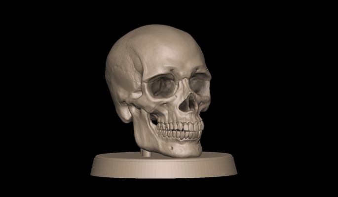 umano cranio forma spillo 3d print model - Mito3D