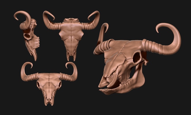 bison crâne forme d'épingle anatomie 3d print model - Mito3D