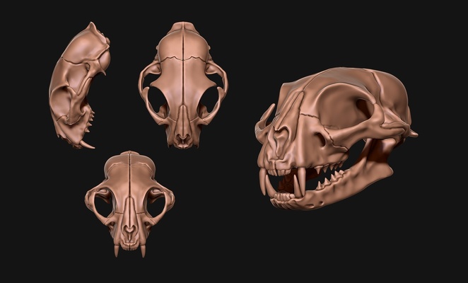 common cat skull pinshape head 3d print model - Mito3D