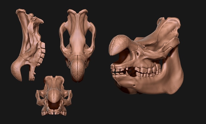 white rhinoceros skull pinshape bones 3d print model - Mito3D