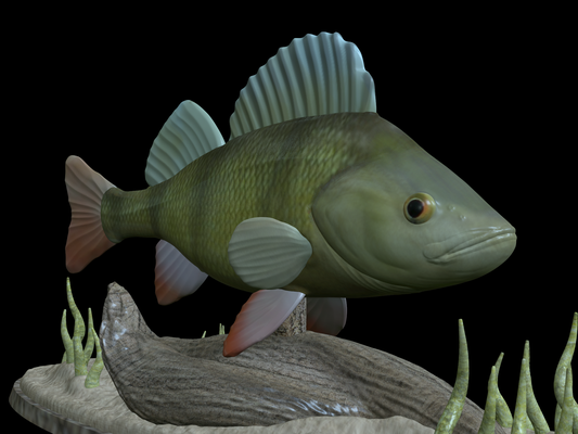 big perch underwater statue detailed texture 3d printing pinshape 3d print model - Mito3D