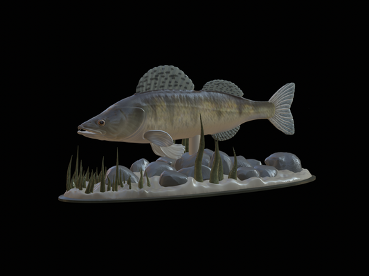 zander underwater statue detailed texture 3d printing pinshape perch 3d print model - Mito3D