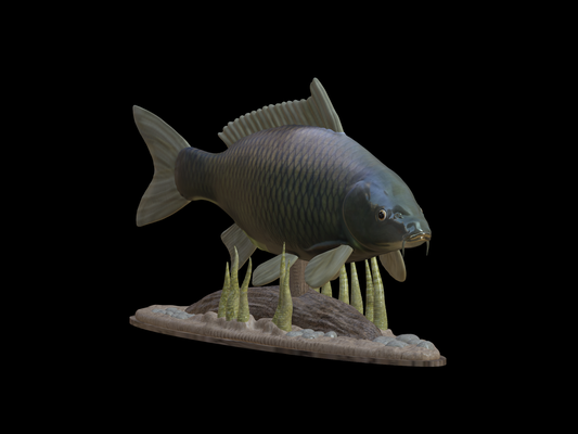 carp underwater statue detailed texture 3d printing pinshape perch 3d print model - Mito3D