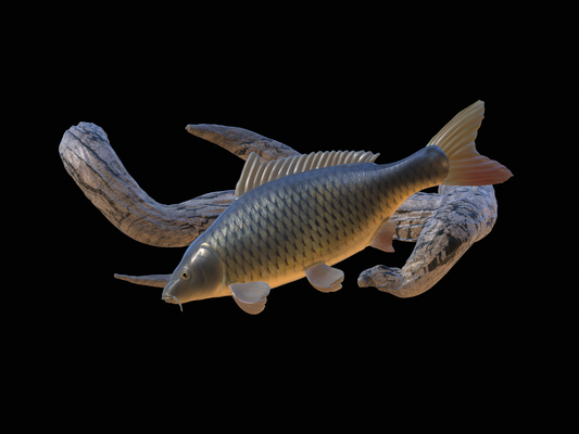 carp underwater statue on wall pinshape perch 3d print model - Mito3D