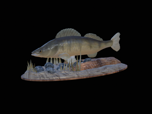 zander 20 underwater statue detailed pinshape perch 3d print model - Mito3D