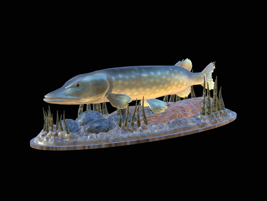 big pike 20 underwater statue pinshape perch 3d print model - Mito3D