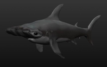 tubarão martelo pinshape 3d print model - Mito3D