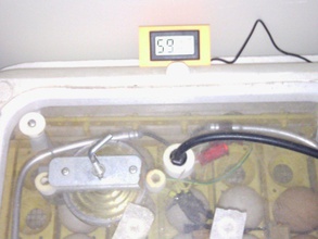 hygrometer thermometer mount hovabator incubator pinshape 3d-design 3d print model - Mito3D