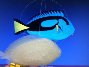 print fish 3d printing challenge pinshape 3d-design 3d print model - Mito3D
