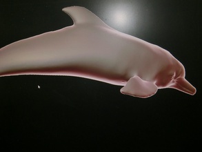 delfin rosado pinshape animaux 3d print model - Mito3D