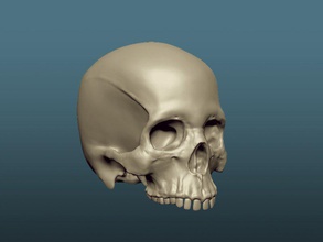 crâne pinshape zbrush crânes 3d print model - Mito3D