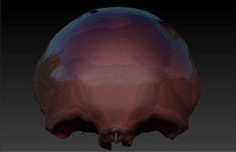 human frontal bone pinshape conceptus3d anatomyaidz frontal-bone anatomy skull 3d print model - Mito3D