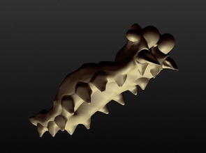 male tardigrado waterbear moss maialino pinshape disegno 3d 3d print model - Mito3D