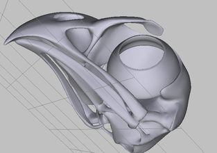 crânio falcão pinshape daz studio zbrush archicad 3dsmax bryce 3d print model - Mito3D