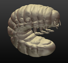 rhino beetle grub pinshape insect larva 3d print model - Mito3D