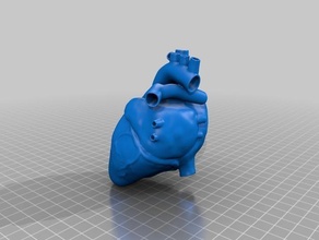 anatomical heart pinshape anatomical-heart 3d print model - Mito3D