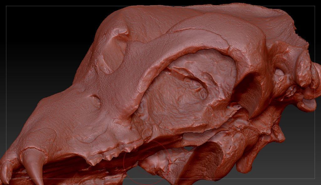 skull cavern bear pinshape 3d-design 3D print model - Mito3D