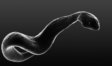 python serpente pinshape 3d design 3d print model - Mito3D