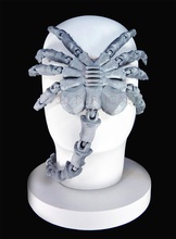 articulé facehugger pinshape cosplay figurines d'action articulés étrangers alien 3d print model - Mito3D