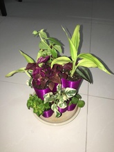 micro-sized stacking pot indoor plants pinshape 3d-design 3d print model - Mito3D