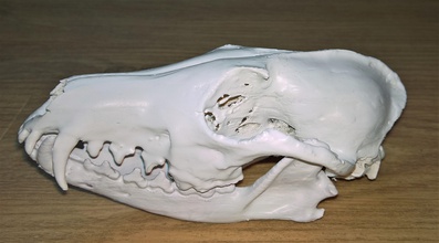 fox crânes pinshape 3d print model - Mito3D