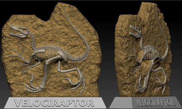 velociraptor fossil pinshape creature monster stone bones jurassicpark dinosaur raptor 3d print model - Mito3D
