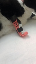 animal doméstico gato pata pinshape Diseño 3d 3d print model - Mito3D