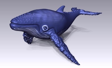 balina pinshape yarışma karakter modelleme deniz yaratığı 3d print model - Mito3D