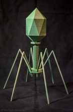 batteriofago t4 virus pinshape disegno 3d 3d print model - Mito3D