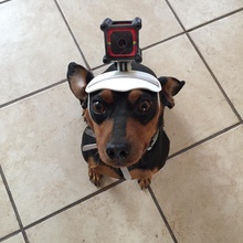 dogevision pinshape mechanical-design-contest doge gadgets fun action action-cam camera-gear dog 3d print model - Mito3D