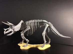 triceratops prorsus iskelet pinshape 3d tasarım 3d print model - Mito3D
